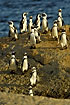 African Penguins gathering in the early morning waiting to enter the sea