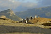 African Penguins on rocks with moutains in the background
