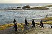 African Penguins heading for the sea for todays catch