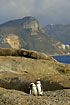 A pair of penguins on the rocks