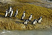 South African penguins going in the water for todays catch