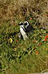 Foto af Sydafrikansk Pingvin (Spheniscus demersus). Fotograf: 