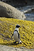 African Penguin on yellow algae covered rock