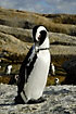 African Penguin up close
