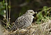Photo ofSpotted Thick-Knee (Burhinus capensis). Photographer: 
