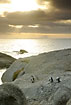 African penguins in morning sun