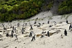 African Penguins at their underground nests at the beach