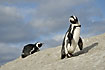 African Penguins on rocks