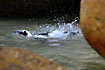 Penguin in its right element - water