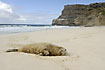 Exhausted seal resting on the beach - possibly a Weddell Seal