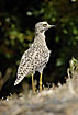 Photo ofSpotted Thick-Knee (Burhinus capensis). Photographer: 