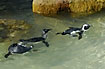 Penguins swimming among rocks - juvenile and adult