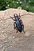 Longhorn beetle with giant mandibles