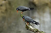 Inca Terns looking for a meal