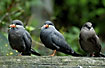 Inca Terns on a row (captive animals)