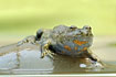 Photo ofFire-Bellied Toad (Bombina bombina). Photographer: 