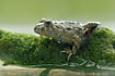 Fire-Bellied Toad crawling on moss covered twig
