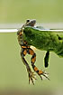 Fire-bellied Toad clinging to twig