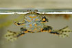 Fire-bellied Toad floating