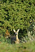 Roe Deer with full attention