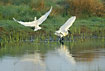 Eurasian Spoonbills in midair are mirrored in the water