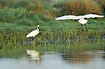 Eurasian Spoonbills in midair are mirrored in the water