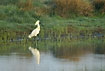 Spoonbill is mirrored in the calm water