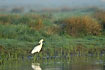 Spoonbill at the water edge in morning fog