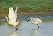 Spoonbills taking off from the lake