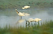 Spoonbills foruaging in the morning mist