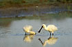 Spoonbills searching for food