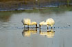Spoonbills fouraging eagerly