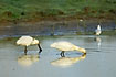 Eurasian Spoonbills searching for food
