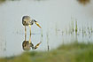 Grey Heron is mirrored in the lake on its hunt for food