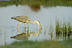 Grey Heron is mirrored in the lake on its hunt for food