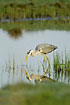 Grey Heron hunting in the shallow water