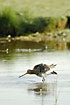 Black-tailed Godwit fouraging
