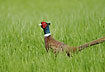 Common Pheasant in fresh crop field