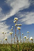 Flowers on a background of deep blue sky and high clouds