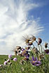 Pasqueflowers in different age stadies on a background of deep blue sky and high clouds