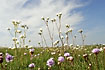 Flowerfilled meadow