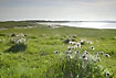 Pasqueflowers on the beach meadow
