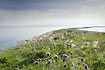 A large population of pasqueflowers