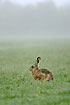 Hare resting on the meadow in the morning haze