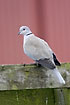Collared Dove near human habitation
