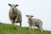 Sheep and lamb looking