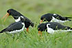 Oystercatchers in sexual display