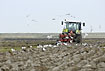 Ploughing of field attracts gulls