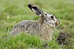 Hare behind grass tuffs