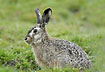 European Hare up close